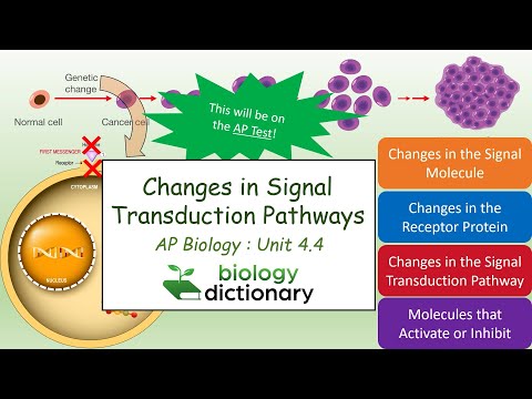 Changes in Signal Transduction Pathways: Genetic Diseases and Pathway Inhibitors | AP Biology 4.4