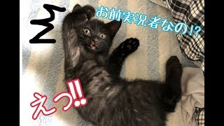 実況者の家にやってきた子猫 Hello, kitten.