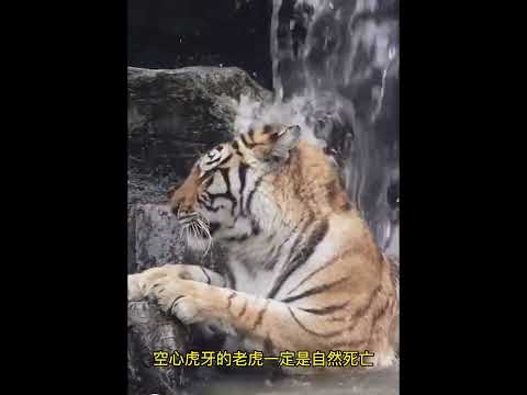 老虎牙辟邪