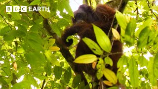 Getting a Glimpse of a Bornean Orangutan | Bill Bailey's Jungle Hero | BBC Earth