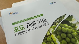 2024년 농업인 아카데미 전문 교육 - 포도 재배 기술(샤인머스켓 규격과실 생산) - 무핵재배 수정 알솎이…
