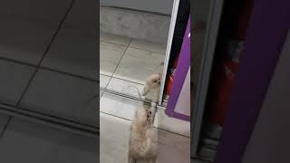 Pekingese Puppies Videos
