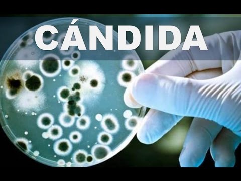 El hongo sobre las uñas lotseril las revocaciones El hongo de los dedos de los pies el tratamiento los preparados barato pero eficaz