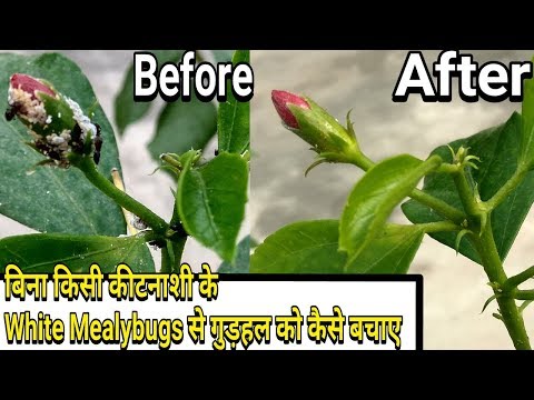 , title : 'Easiest way to control White Mealybugs on Hibiscus :: without any pesticides'