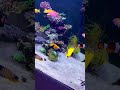 Just Some BEAUTIFUL Fish In The Reef Tank Aquarium Aquariumfish
