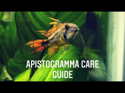 Apistogramma cacatuoides (cockatoo cichlid) — care guide