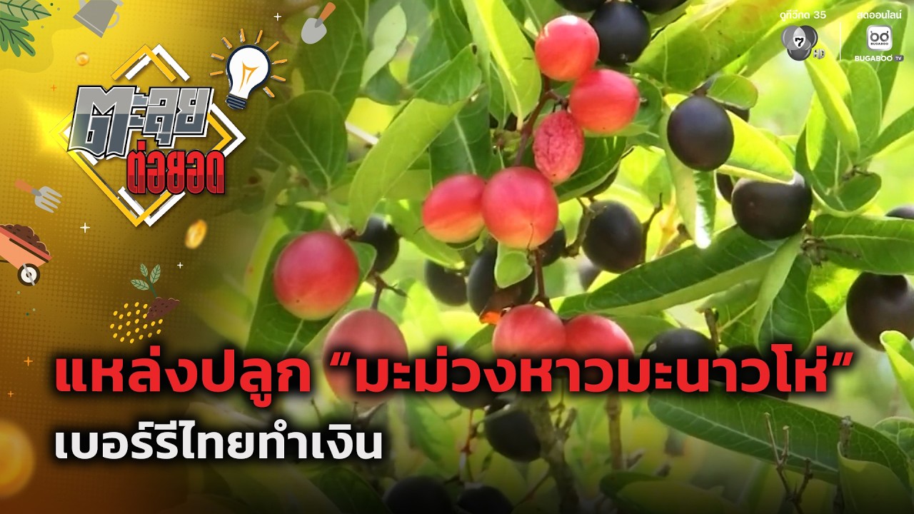 แหล่งปลูก "มะม่วงหาวมะนาวโห่" เบอร์รีไทยทำเงิน | ตะ?