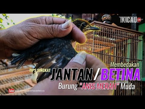 Jantan Novyj Trend Smotret Onlajn Na Sajte Trendovi Ru