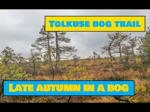 Amazing Bog Landscape in Late Autumn / Tolkuse Bog Trail