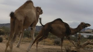 Camels Gone Crazy