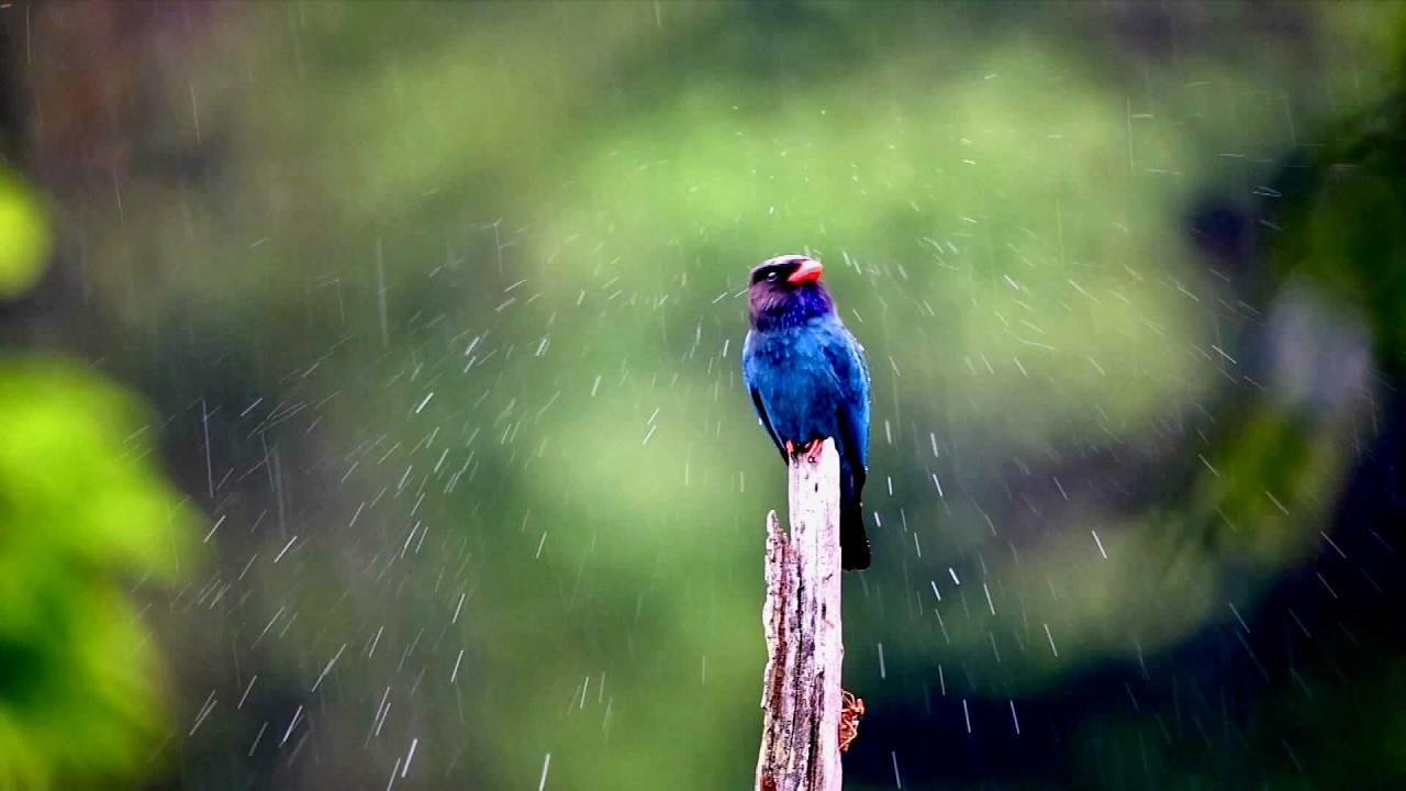 Bajo las alas | Mingxi ha establecido 5 grandes áreas de observación de aves