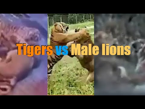 Male lions vs Tigers Ultimate Defeats Compilation 2022 HD (real interactions) 🦁vs 🐯 Recommended
