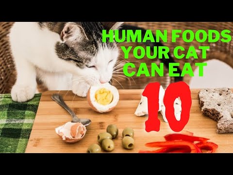 10 Human Foods Your Cat Can Eat 2021 - YouTube