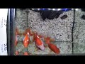 Tosakin Goldfish In Nanocube Aquarium