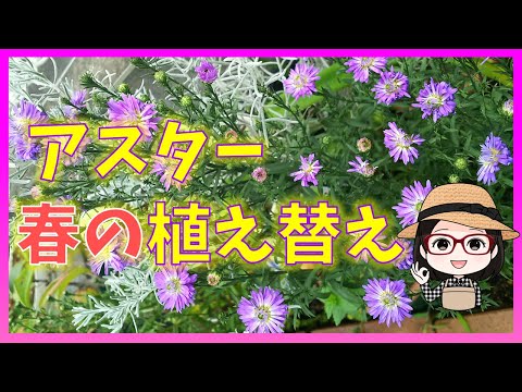 ゴールドヘアアスター 植物