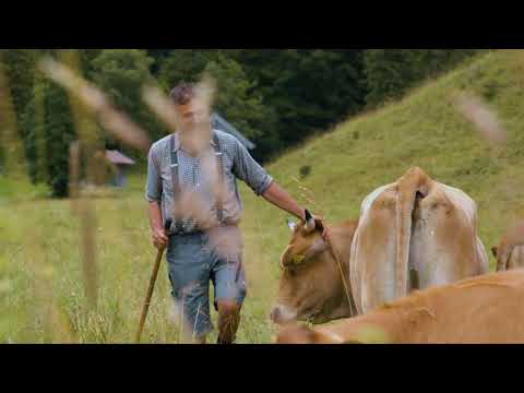 Bestes vom Murnau Werdenfelser Rind