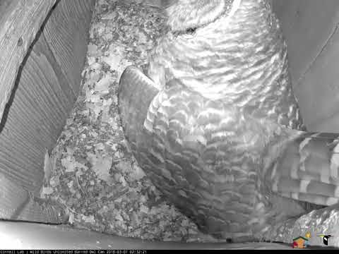 Hooting and Crayfish Delivery, March 7, 2018 Wild Birds Unlimited Barred Owl Cam