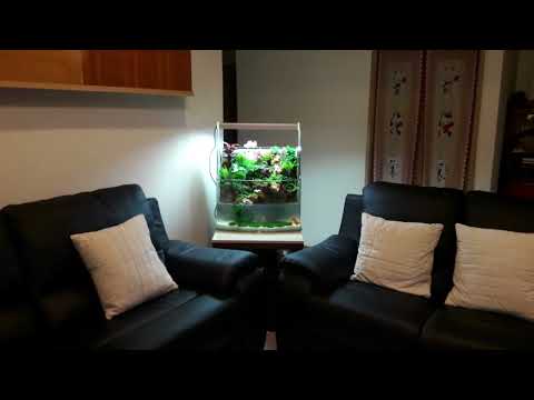 AA- 60 開運生態造景魚缸     水族、園藝生態造景 居家風水最好的選擇