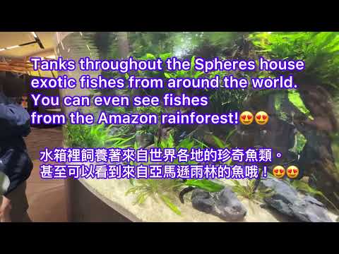 Visiting Amazon Spheres in Seattle 1/4/24