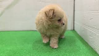 ハーフ犬の動画01