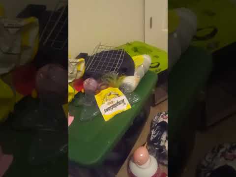 Helen The Black Kitten