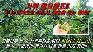 가위 필요없죠!! 두 손가락으로 잘라서 생육을 돕는 방법!!, 감귤나무 적심(순지르기), 뭉쳐서 나온 가지 …