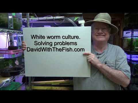 Raising White Worm for your fish and the problem solver. Going over viewer problems and how to fix.