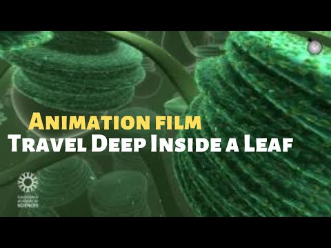 Travel Deep INSIDE a Leaf - Science Animation Film