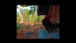 Download lagu story wa-di pagi harii-versi ayam petarung mp3