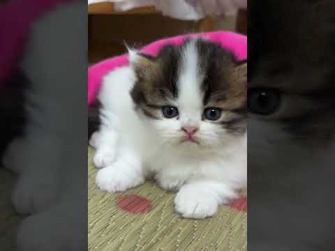 小奶猫睡觉的样子太可爱了，我能看一天！   西瓜视频 #003