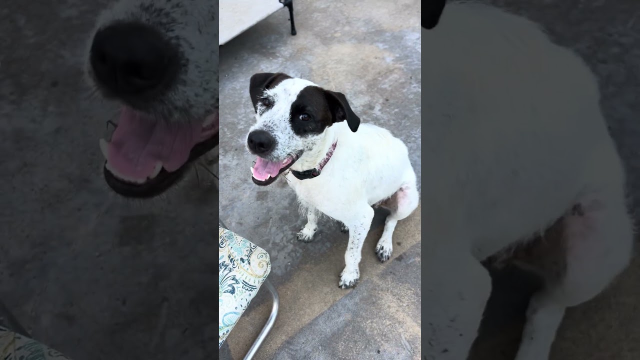 Enlarge Sonny, an adoptable mixed breed in Milner, GA video 2/6