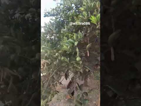 Remanso Maranhão araioses