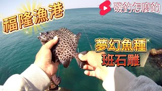 福隆漁港 竟然出現夢幻魚種 還有很多臭肚可以釣！
