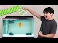 I Gave My Goldfish 50 000 To Trade Stocks
