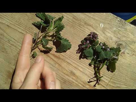 Brennnessel Taubnessel