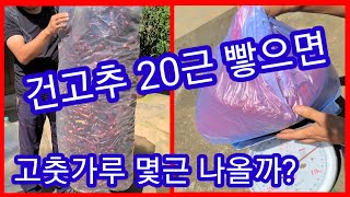 고추가루 20근 빻으면 고추가루 몇근이 나올까요?~ 건고추,햇고추,고춧가루가격,시세,고추가루가격