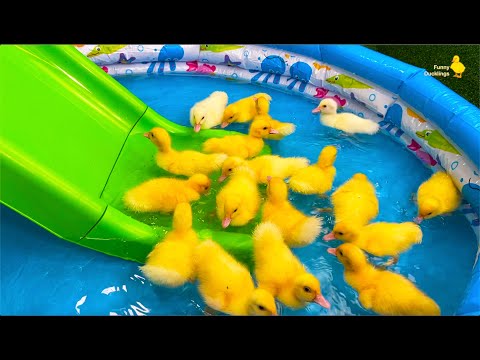 Funny ducklings, ducks, pig, kitten and dog