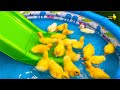 Funny Ducklings Ducks Pig Kitten And Dog