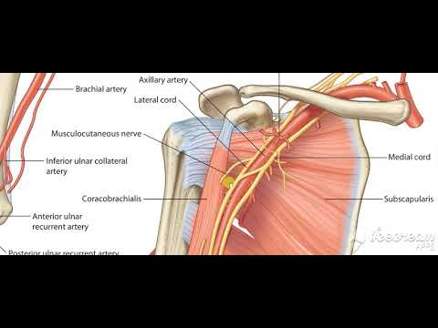 Brachial artery relations to nerves 3