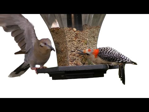 Woodpecker Pecks Dove FYV