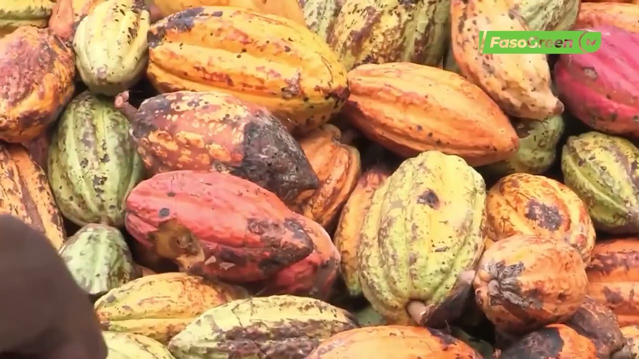 Crise du cacao en Cote d’Ivoire : Quelles sont les causes réelles