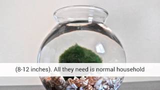 Marimo Moss Ball X 5+ 1 Free! Live Aquarium Aquatic Plant for Java Fish/shrimp