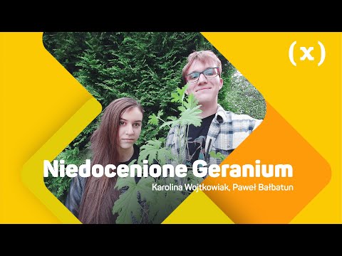 Różnorodność zastosowań Pelargonium graveolens, czyli niedocenione geranium