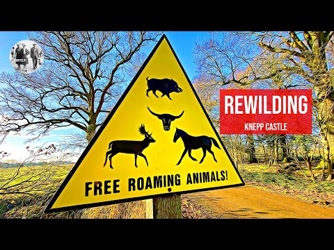 Rewilding Pioneers - Knepp
