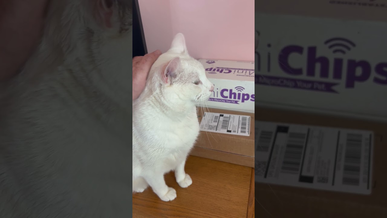 Enlarge Megan (formally Pearl & Vinaigrette), a Adoptable mixed breed in Gardena, CA video 3/3