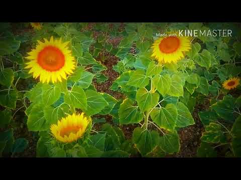Beautiful sun flowers garden