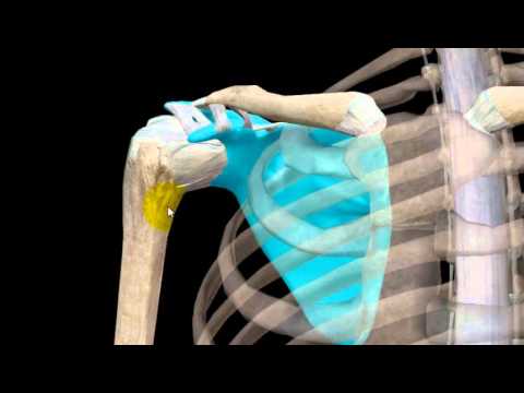 Si può indossare un corsetto con unernia intervertebrale Come distinguere tra la malattia di cuore da malattie degenerative del disco