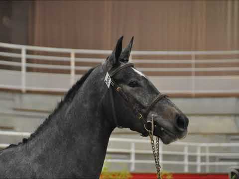 INTO THE WILD (Cornet Obolensky x Diamant de Semilly) 3YO Female