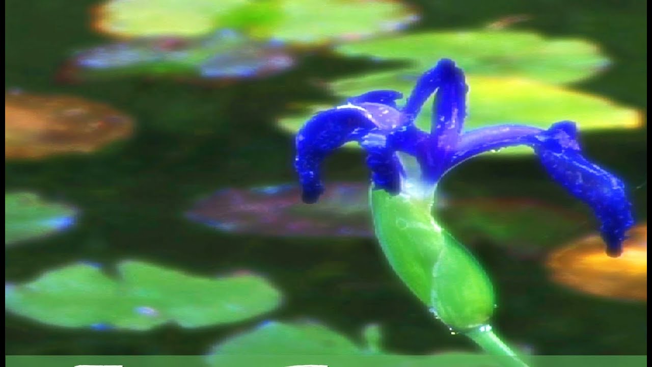 Zen Garden - Serenity, Relaxation, Meditation & Mindfulness