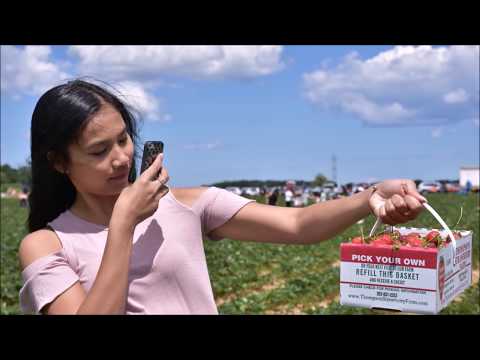 download lagu mp3 mp4 Strawberry Picking Kenosha, download lagu Strawberry Picking Kenosha gratis, unduh video klip Strawberry Picking Kenosha